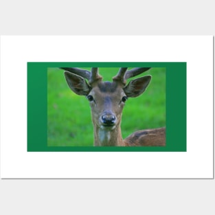 Fallow Deer, Cornwall, June 2019 Posters and Art